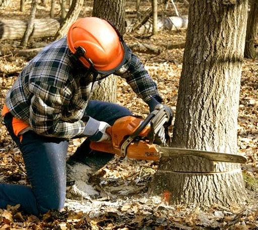 Tree Removal in Faith, NC